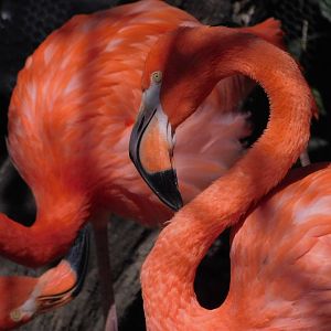 Indianapolis Zoo- Caribbean Flamingo