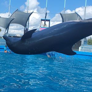 Miami Seaquarium (2021) - Flipping dolphin
