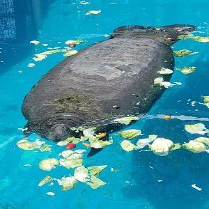 Miami Seaquarium (2021) - Manatee eating vegetables