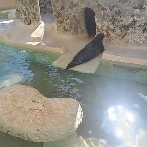 Miami Seaquarium (2021) - Harbor Seal