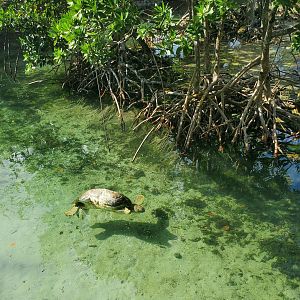Miami Seaquarium (2021) - Sea turtle in Discovery Bay
