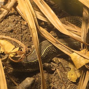 Yellow-throated Plated Lizard