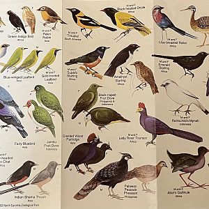 R.J. Reynolds Forest Aviary - Species List