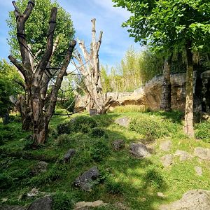 Orangutan outdoor exhibit