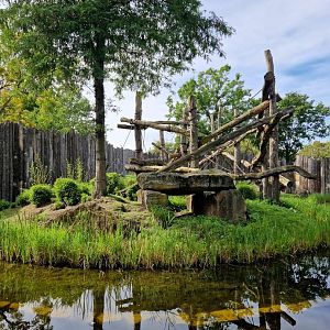 Gorilla outdoor exhibit