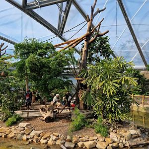 Lemur Island, Meranti hall