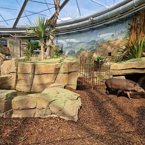 Lowland Tapir/ Anteater exhibit