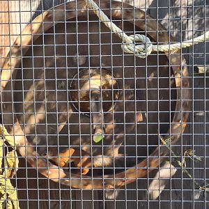 Nortica - Siberian red squirrel