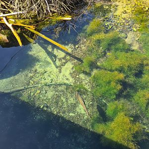 Nortica - Water in beaver enclosure