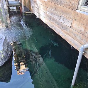 Nortica - Sturgeon and trout in Beaver enclosure