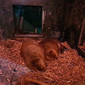 Nortica - Beaver indoor enclosure
