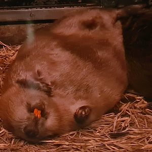 Nortica - Eurasian beaver