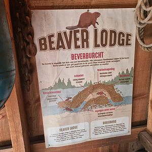 Nortica - Beaver informational sogn