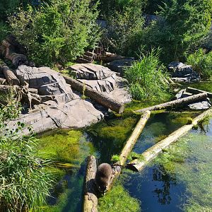 Nortica - Northern raccoon and Striped skunk enclosure