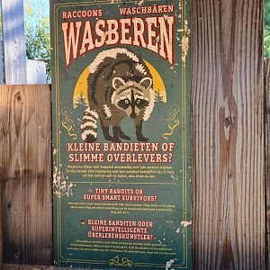 Nortica - Raccoon signage