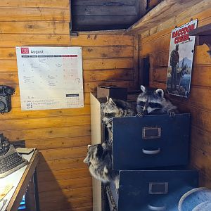 Nortica - Raccoon and skunk indoor holding