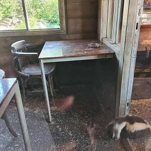 Nortica - Raccoon and skunk indoor holding