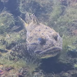 Nortica aquarium - Shorthorn sculpin