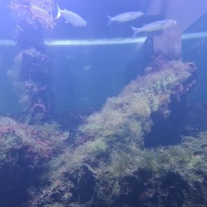 Nortica aquarium - Shipwreck