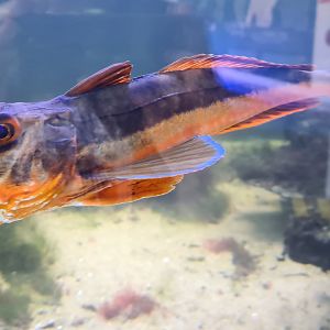 Nortica aquarium - Tub gurnard