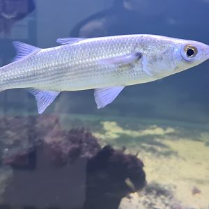 Nortica aquarium - Thicklip grey mullet