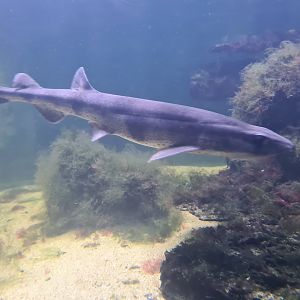 Nortica aquarium - Small-spotted catshark