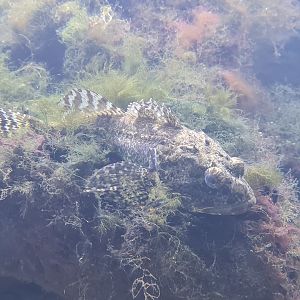 Nortica aquarium - Shorthorn sculpin