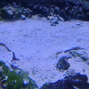 Nortica aquarium - European flounder