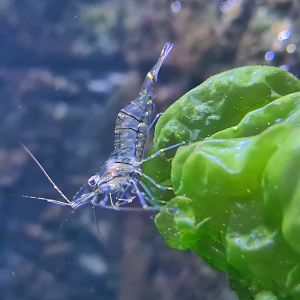 Nortica aquarium - Common prawn