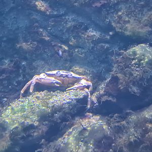 Nortica aquarium - European green crab