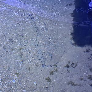 Nortica aquarium - Spotted skate