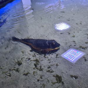 Nortica aquarium - Tub gurnard
