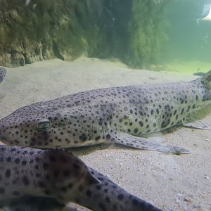 Nortica aquarium - Small-spotted catshark