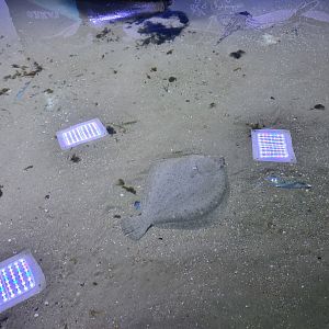 Nortica aquarium - Turbot