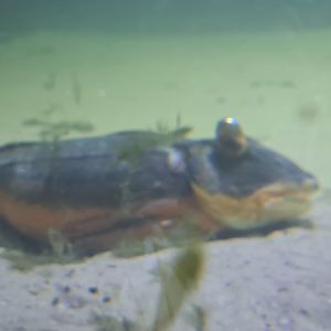 Nortica aquarium - Tub gurnard with eye deformity