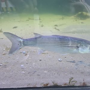 Nortica aquarium - Thicklip grey mullet