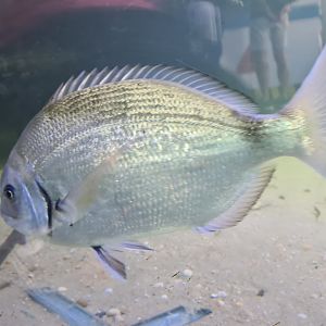 Nortica aquarium - White seabream