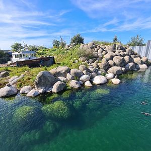 Nortica - Humboldt penguin enclosure