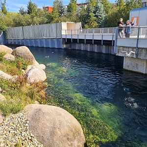 Nortica - Humboldt penguin enclosure