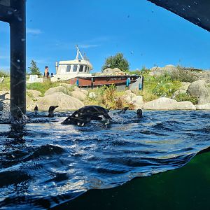 Nortica - Leaping Humboldt penguin and underwater viewing