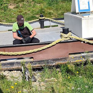 Nortica - Humboldt penguin and keeper