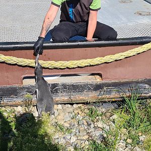 Nortica - Humboldt penguin and keeper