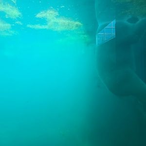 Nortica - Polar bear underwater