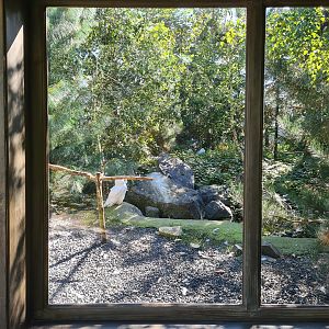 Nortica - Snowy owls