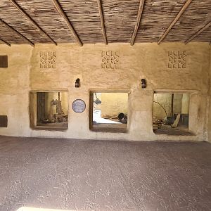 Serenga - Dwarf mongoose in the Sun palace