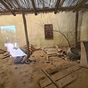 Serenga - Dwarf mongoose enclosure