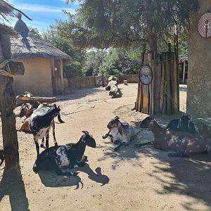 Serenga - Goat walkthrough in Dogon village