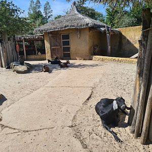 Serenga - Goat walkthrough in Dogon village