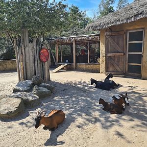 Serenga - Goat walktrough in Dogon village