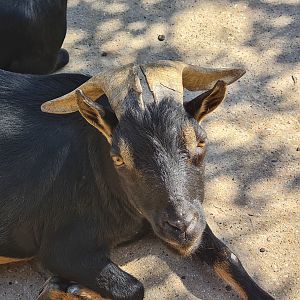 Serenga - Domestic goat